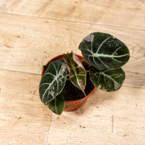 Alocasia black velvet pink variegata 002C WYSIWYG