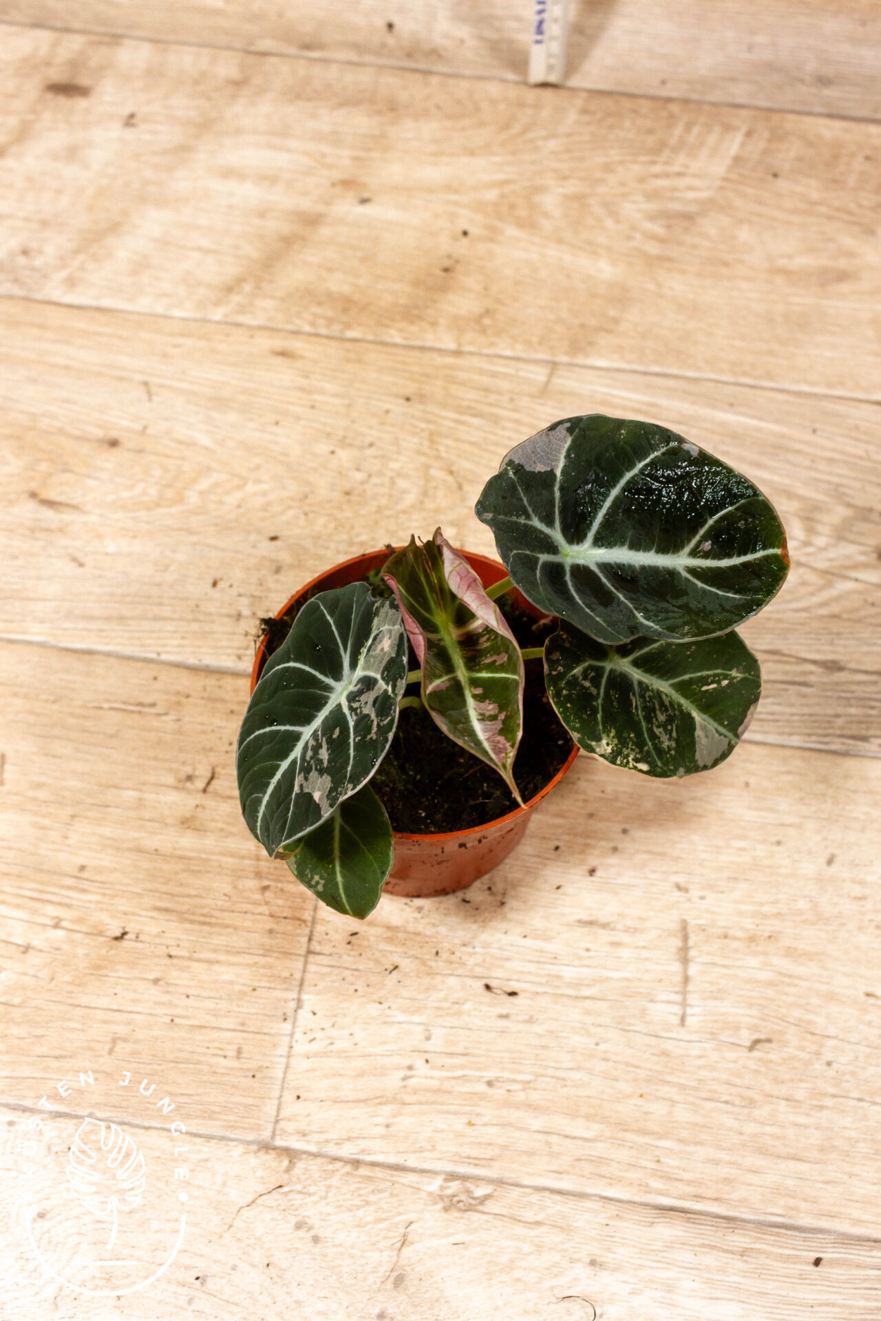 Alocasia black velvet pink variegata 002C WYSIWYG