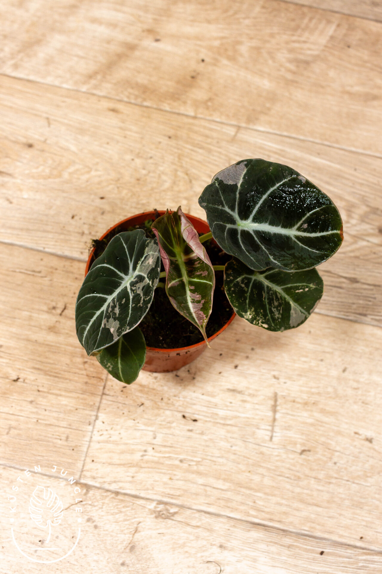 Alocasia black velvet pink variegata 002C WYSIWYG - Image 3