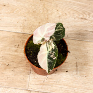 Alocasia black velvet pink variegata 003C WYSIWYG