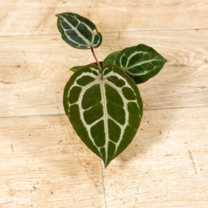 Anthurium red crystallinum 001A WYSIWYG