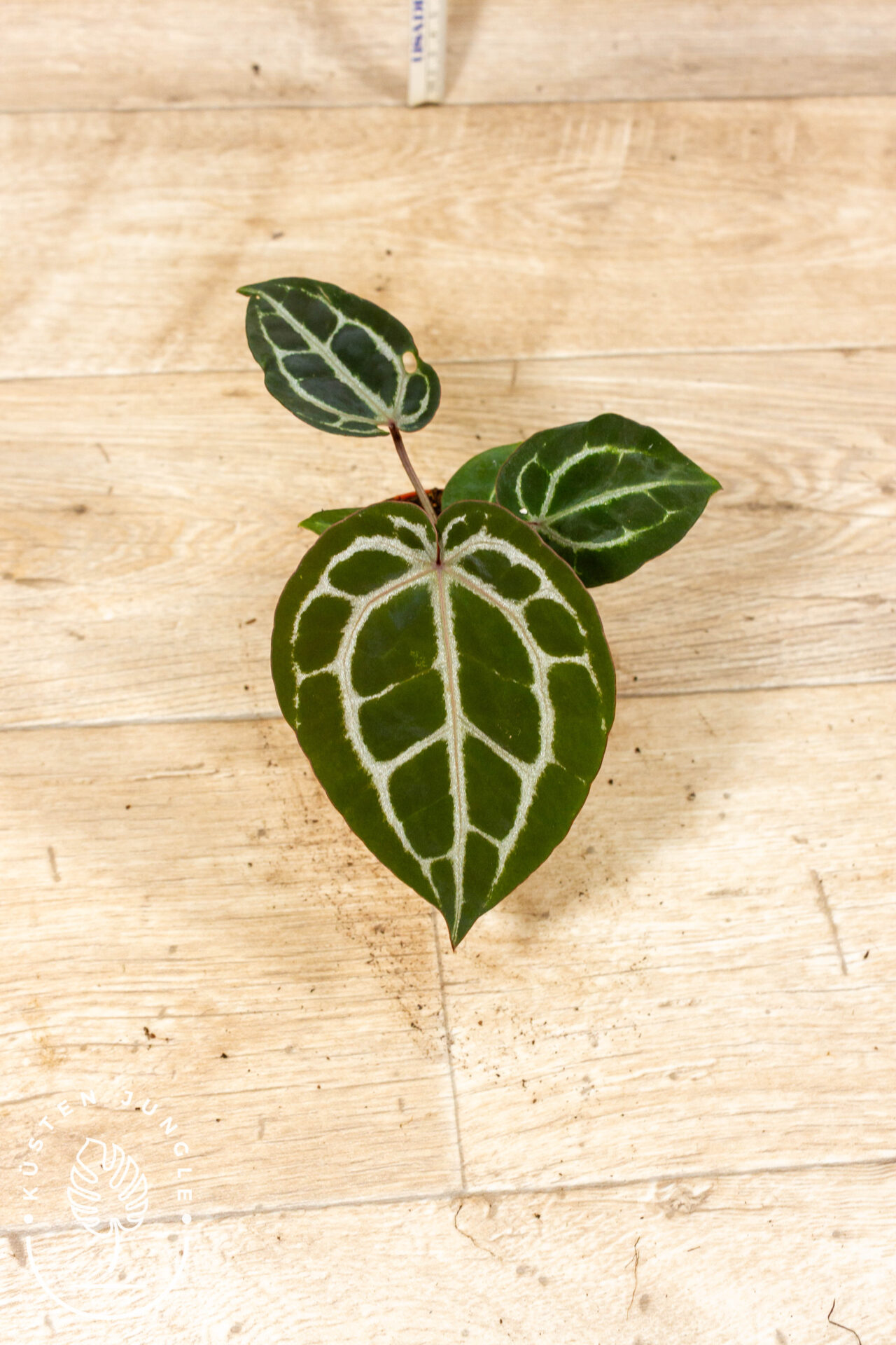 Anthurium red crystallinum 001A WYSIWYG