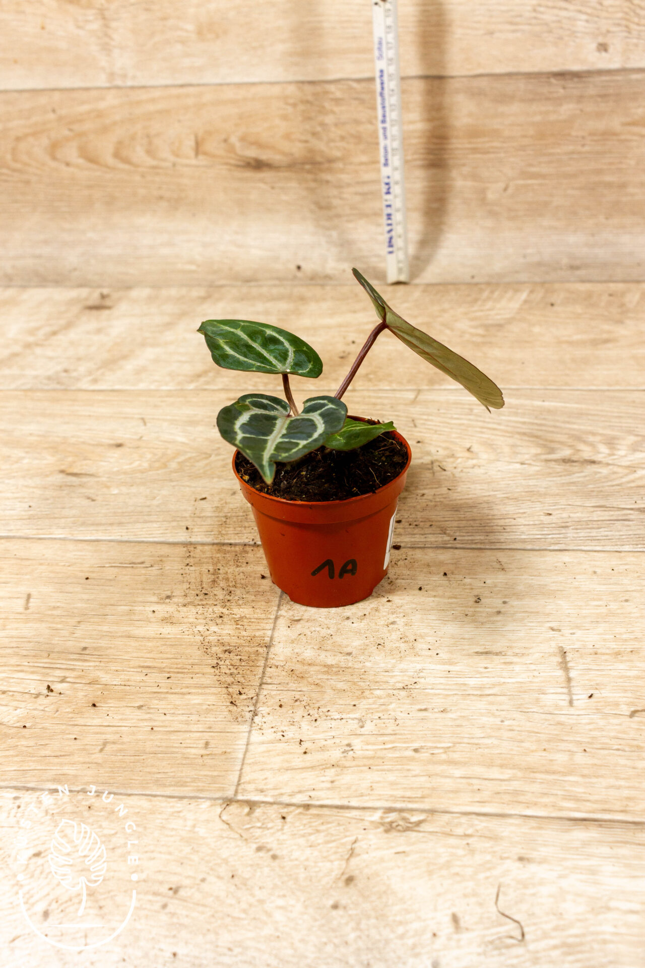 Anthurium red crystallinum 001A WYSIWYG - Image 2