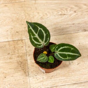 Anthurium red crystallinum 002A WYSIWYG