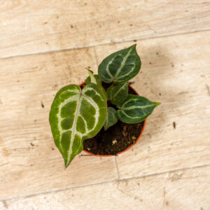 Anthurium red crystallinum 003A WYSIWYG