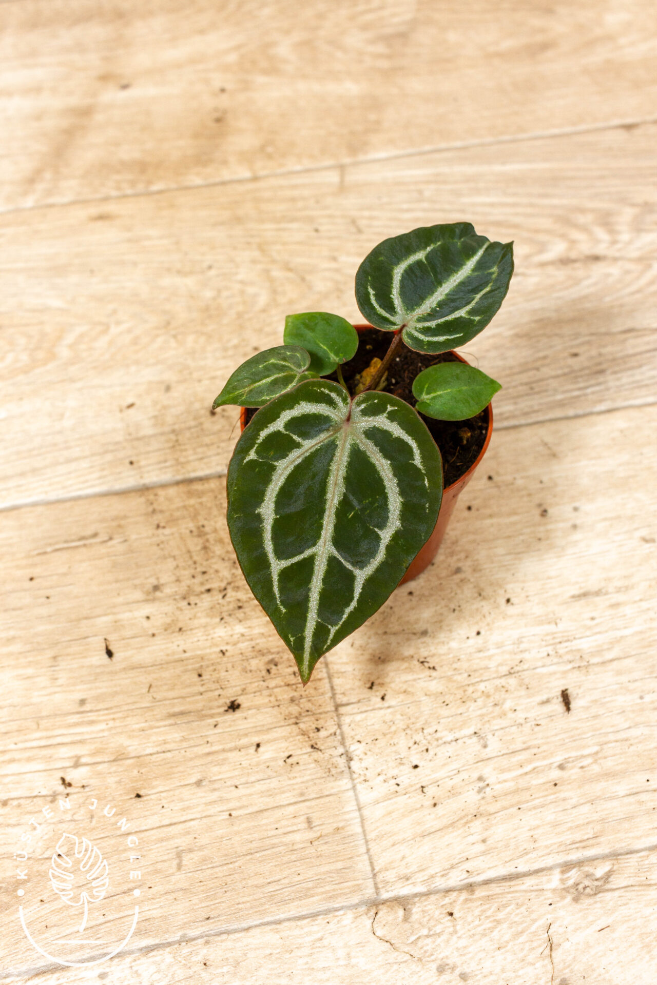 Anthurium red crystallinum 004A WYSIWYG