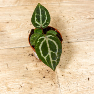 Anthurium red crystallinum 005A WYSIWYG