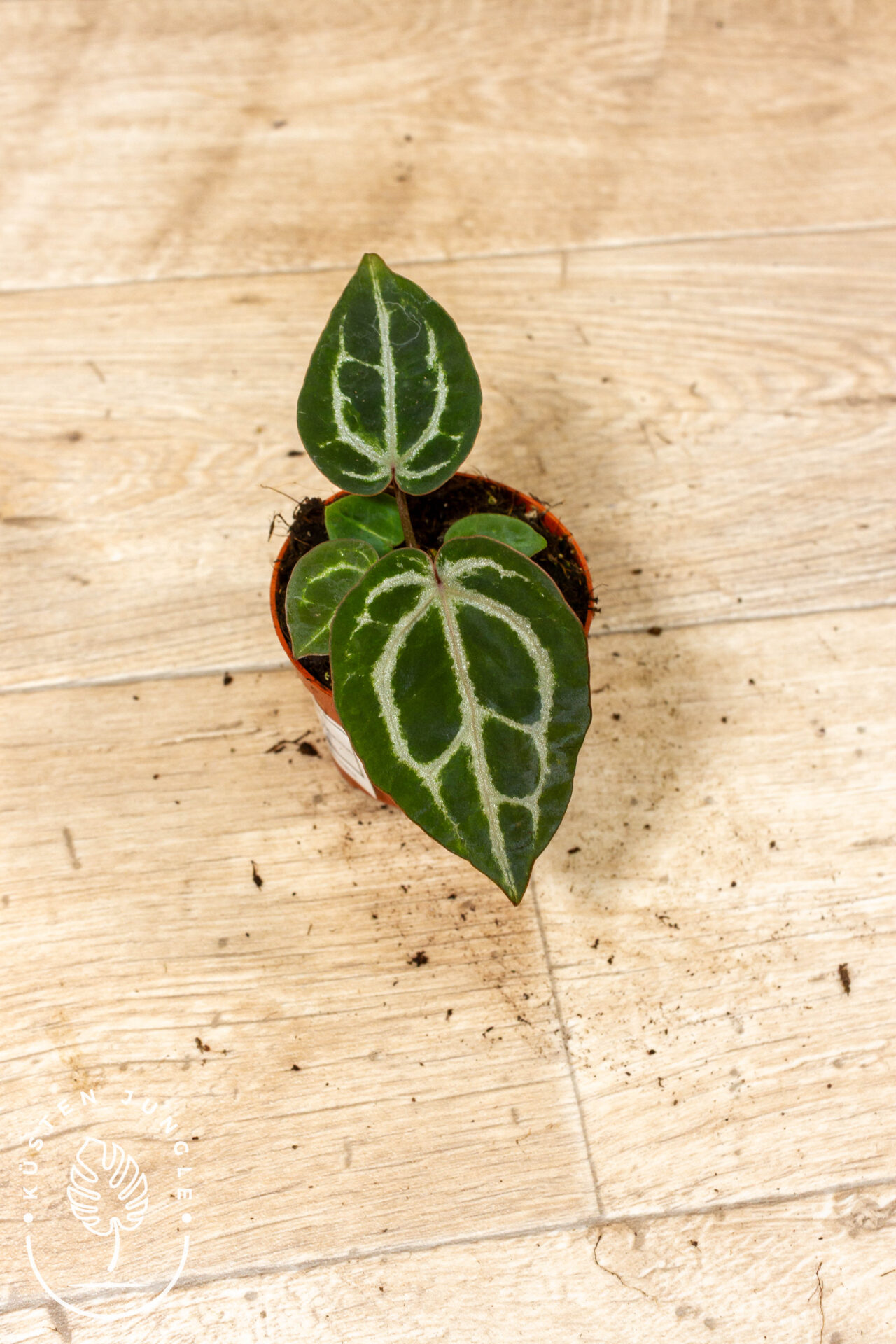 Anthurium red crystallinum 005A WYSIWYG