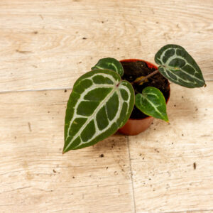 Anthurium red crystallinum 006A WYSIWYG