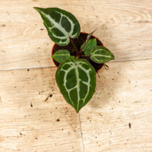 Anthurium red crystallinum 007A WYSIWYG