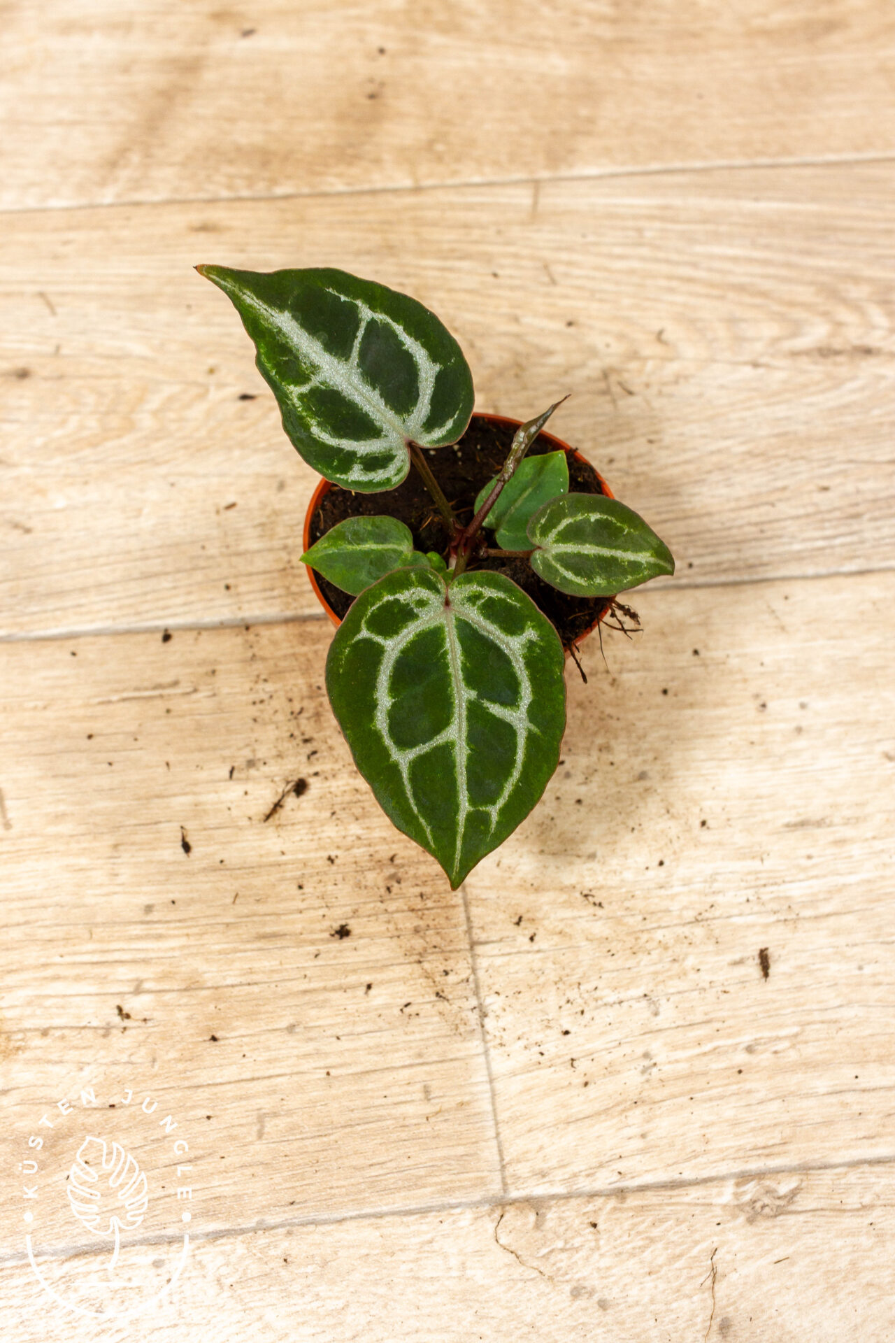 Anthurium red crystallinum 007A WYSIWYG