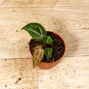 Anthurium red crystallinum 001C WYSIWYG