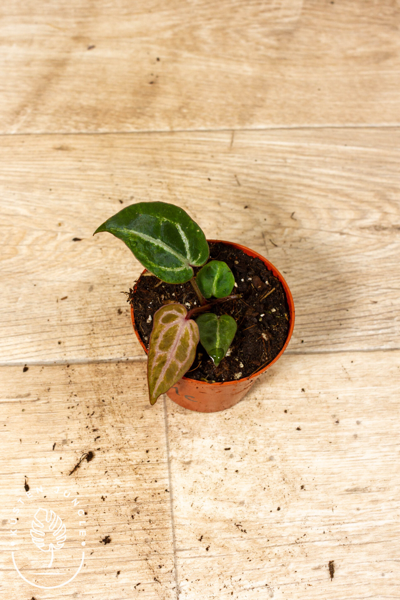 Anthurium red crystallinum 001C WYSIWYG