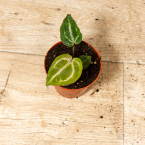 Anthurium red crystallinum 002C WYSIWYG