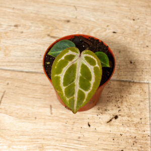 Anthurium red crystallinum 003C WYSIWYG