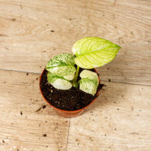 Monstera Mint 001C WYSIWYG