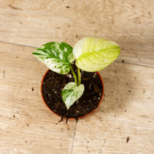 Monstera Mint 002C WYSIWYG