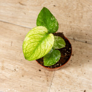 Monstera Mint 003C WYSIWYG