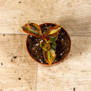 Peperomia Creme Brulee 001C WYSIWYG