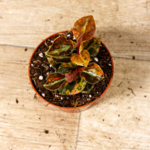 Peperomia Creme Brulee 002C WYSIWYG
