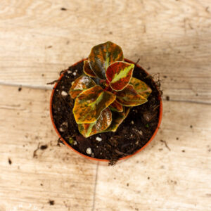 Peperomia Creme Brulee 003C WYSIWYG
