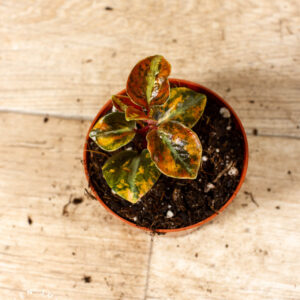 Peperomia Creme Brulee 004C WYSIWYG