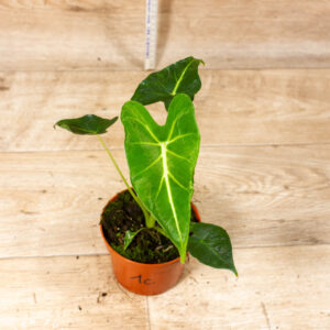 Alocasia frydek tattoo 001C WYSIWYG