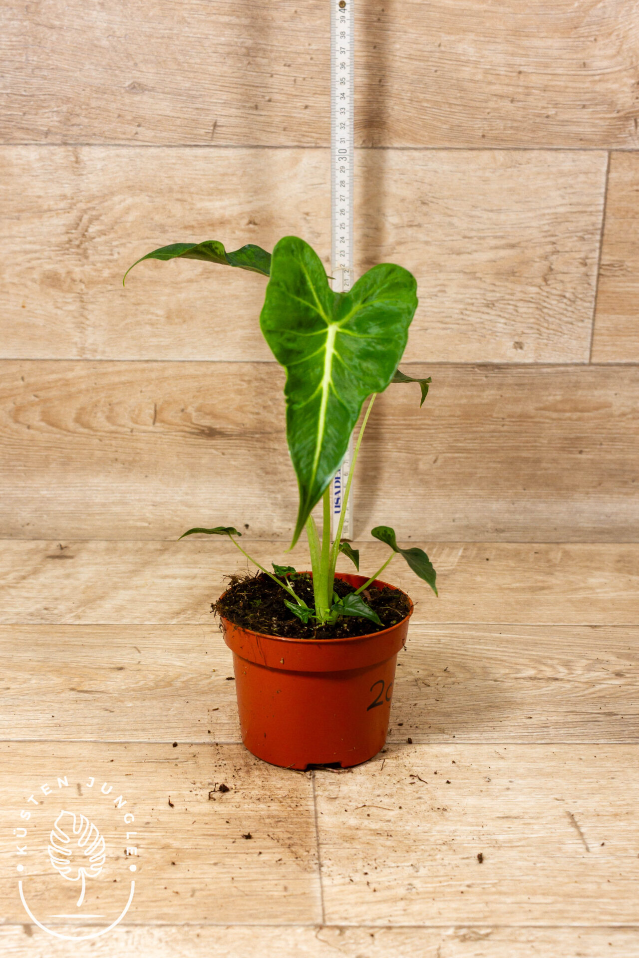 Alocasia frydek tattoo 002C WYSIWYG – Bild 2