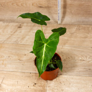 Alocasia frydek tattoo 002C WYSIWYG