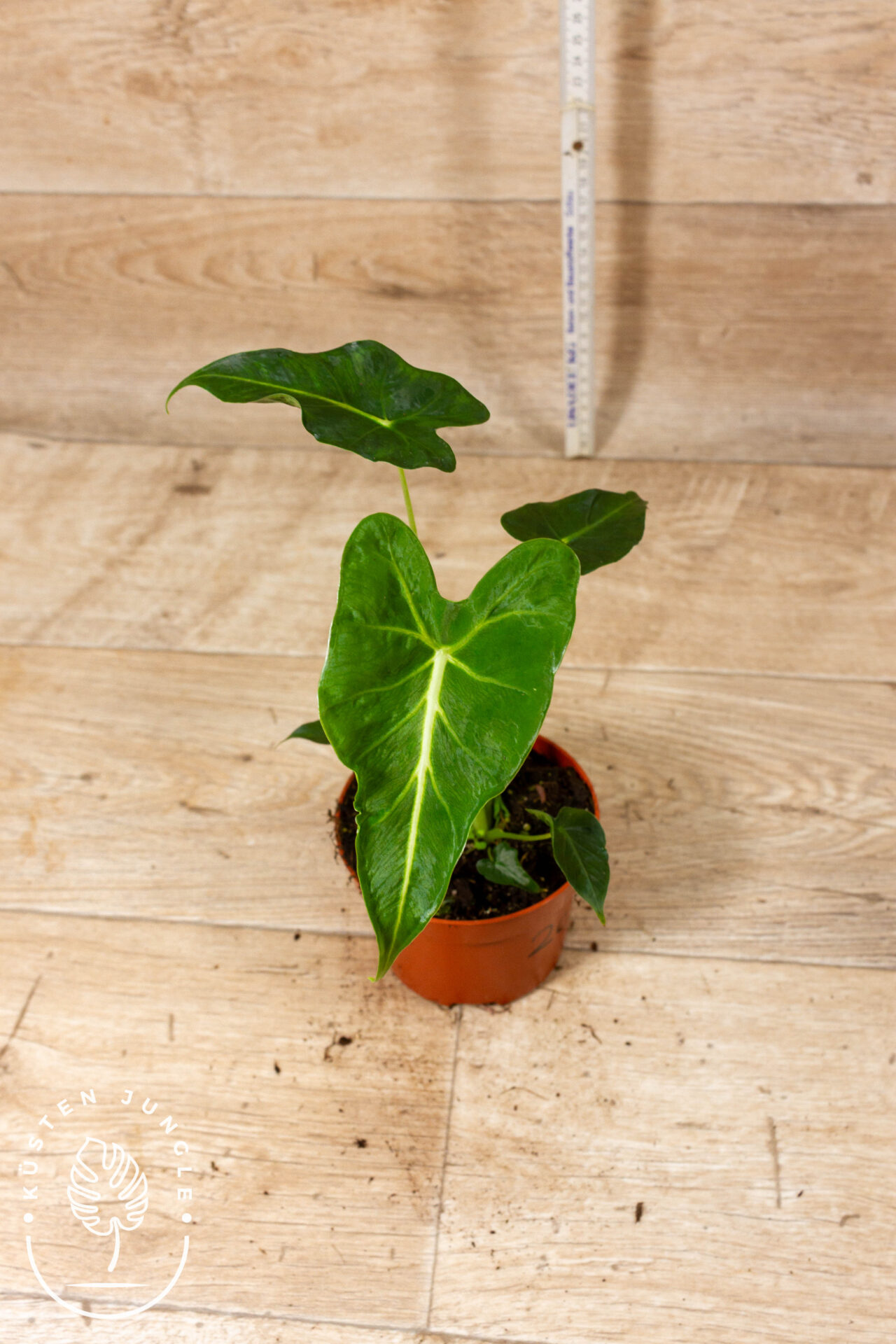 Alocasia frydek tattoo 002C WYSIWYG