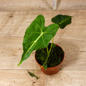 Alocasia frydek tattoo 003C WYSIWYG