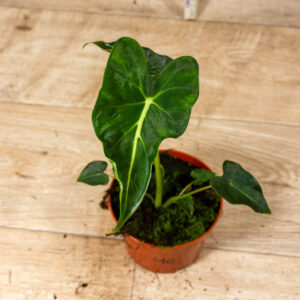 Alocasia frydek tattoo 004C WYSIWYG