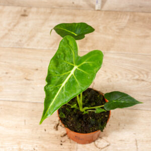 Alocasia frydek tattoo 005C WYSIWYG