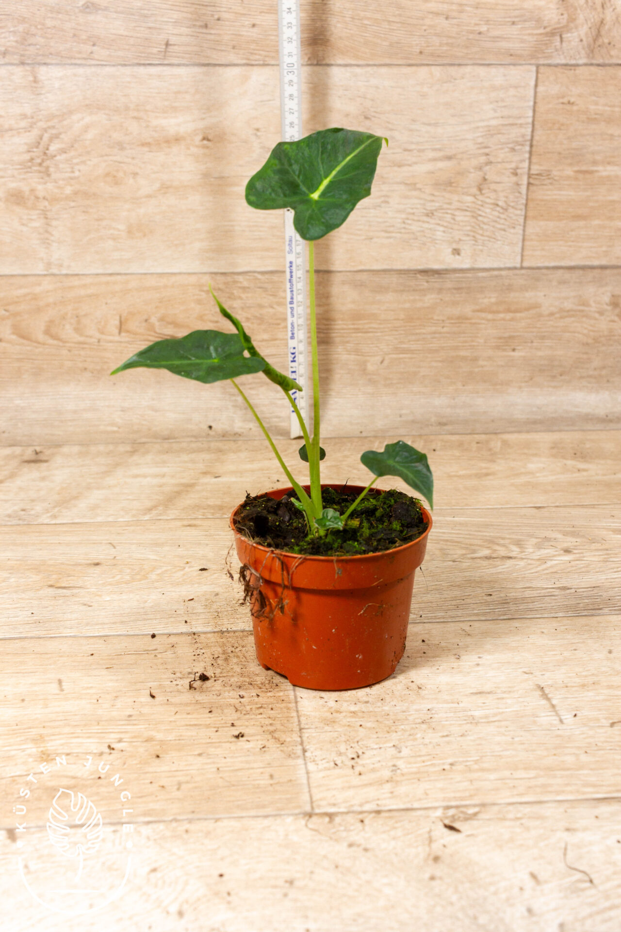 Alocasia frydek tattoo 006C WYSIWYG – Bild 2