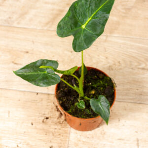 Alocasia frydek tattoo 006C WYSIWYG