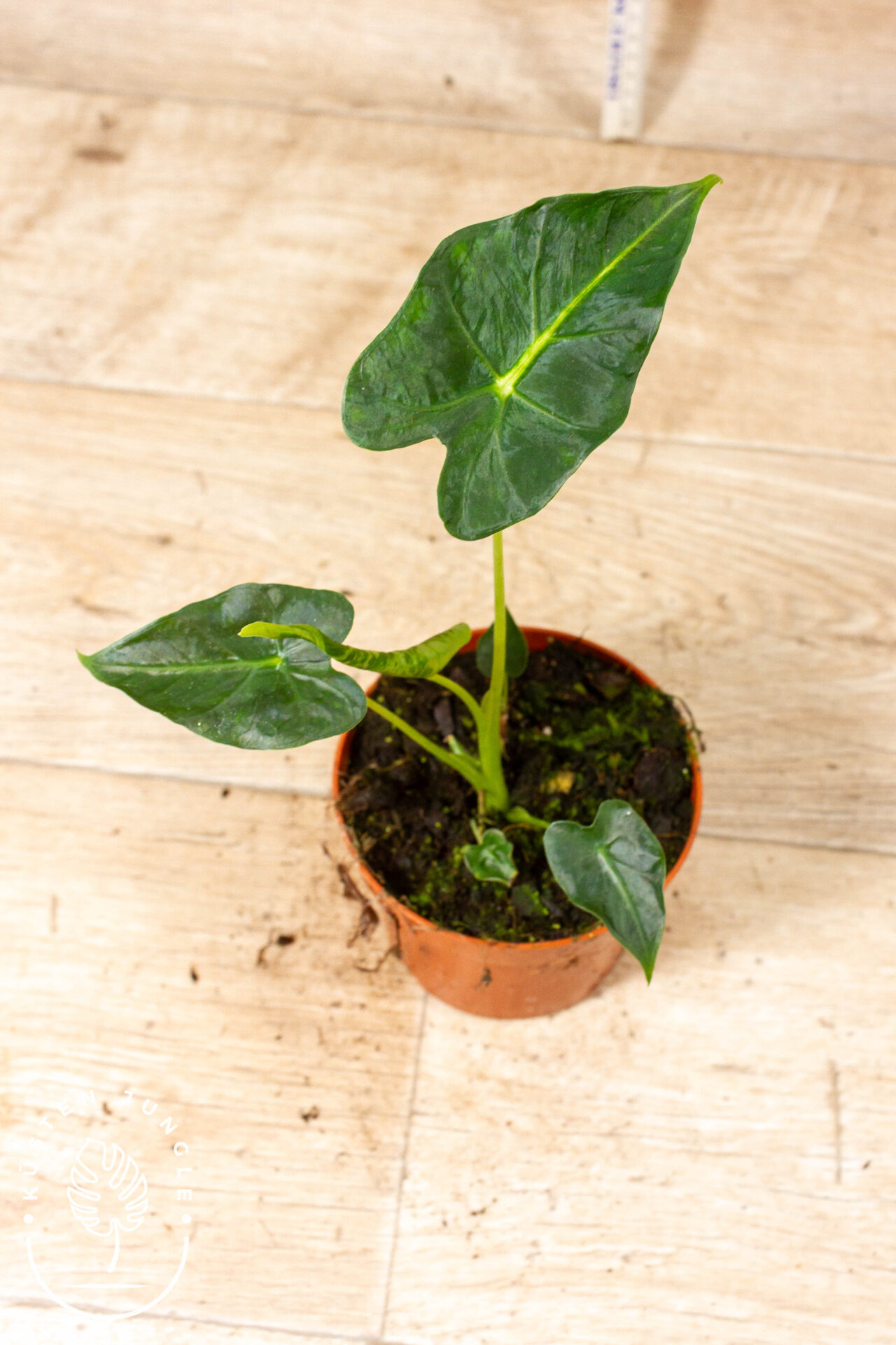 Alocasia frydek tattoo 006C WYSIWYG