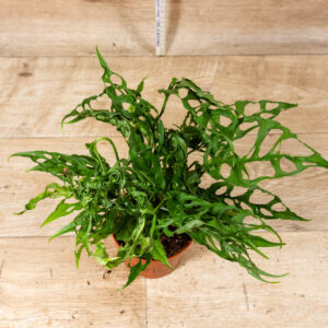 Monstera Obliqua Peru 001C XL WYSIWYG