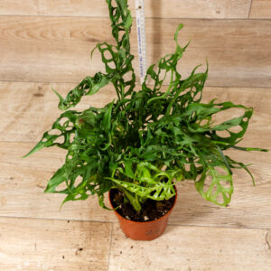 Monstera Obliqua Peru 002C XL WYSIWYG