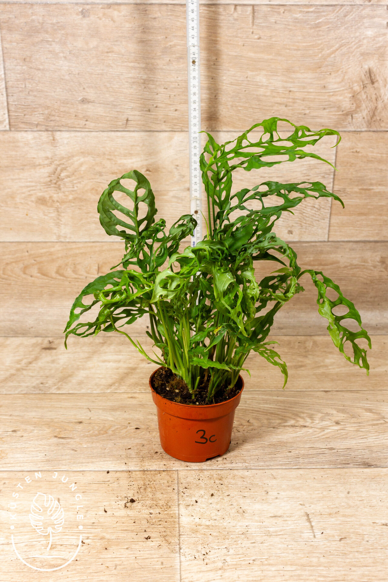 Monstera Obliqua Peru 003C XL WYSIWYG - Image 2