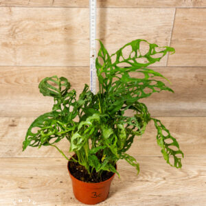 Monstera Obliqua Peru 003C XL WYSIWYG