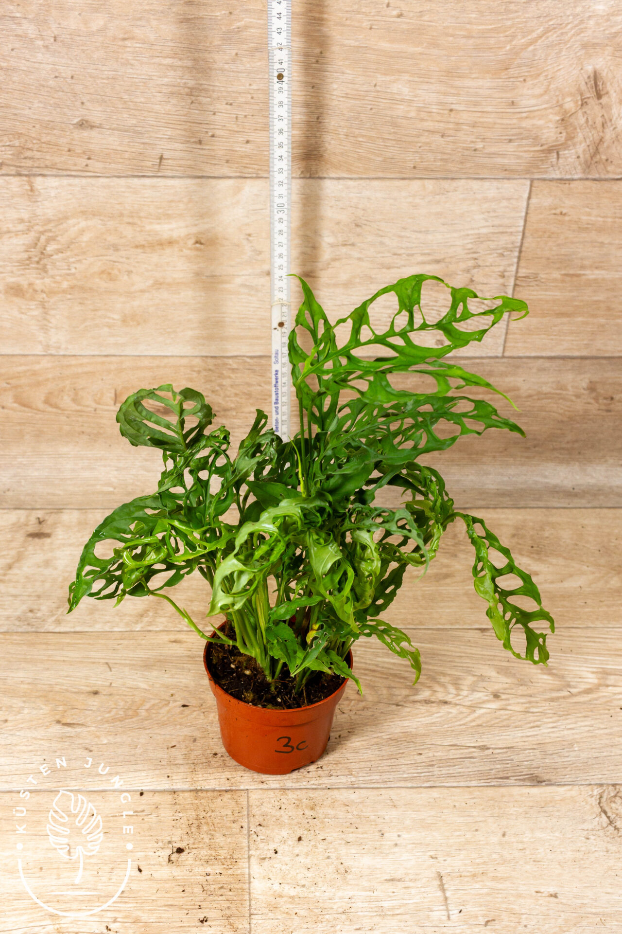 Monstera Obliqua Peru 003C XL WYSIWYG