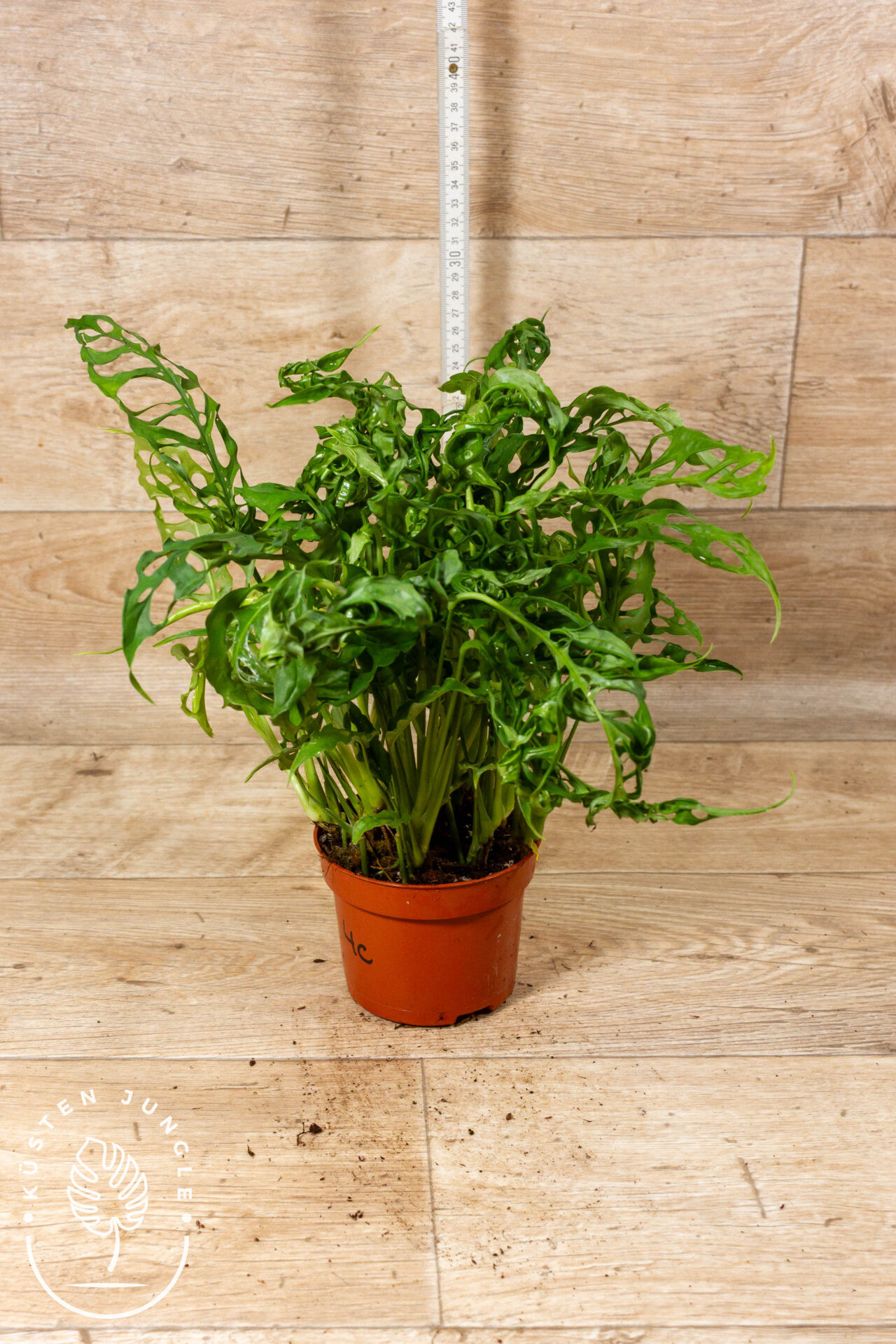 Monstera Obliqua Peru 004C XL WYSIWYG – Bild 2