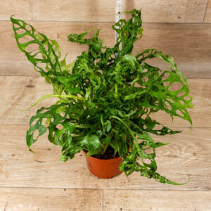 Monstera Obliqua Peru 004C XL WYSIWYG