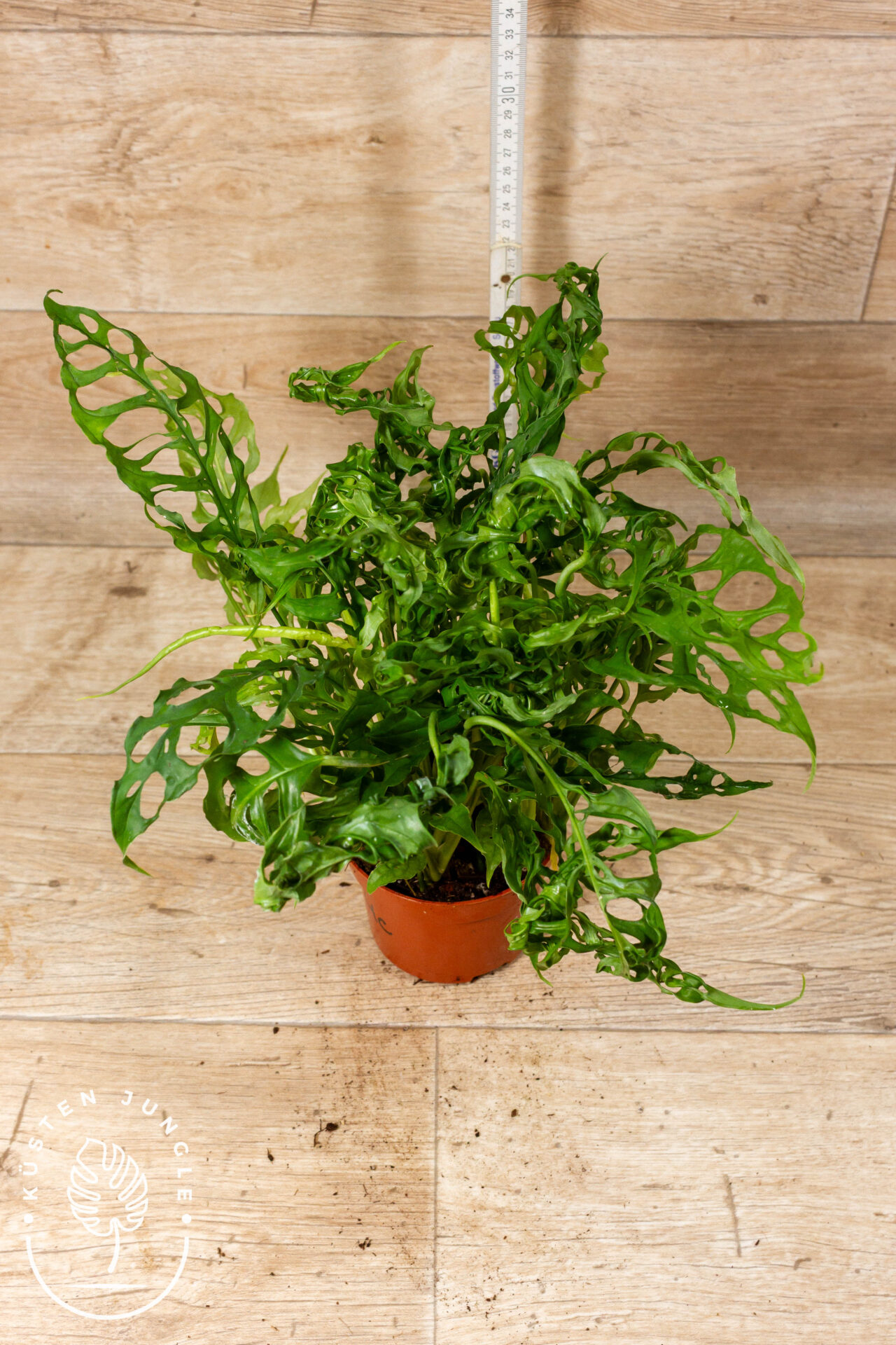 Monstera Obliqua Peru 004C XL WYSIWYG