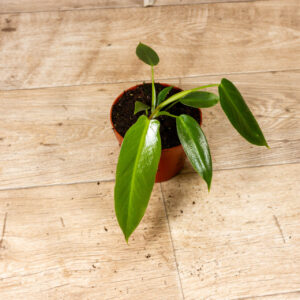 Philodendron Spiritus Sancti 001C WYSIWYG