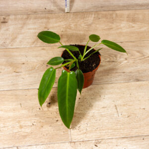 Philodendron Spiritus Sancti 002C WYSIWYG