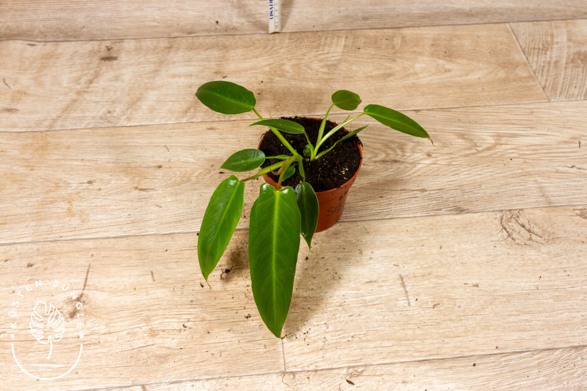 Philodendron Spiritus Sancti 002C WYSIWYG