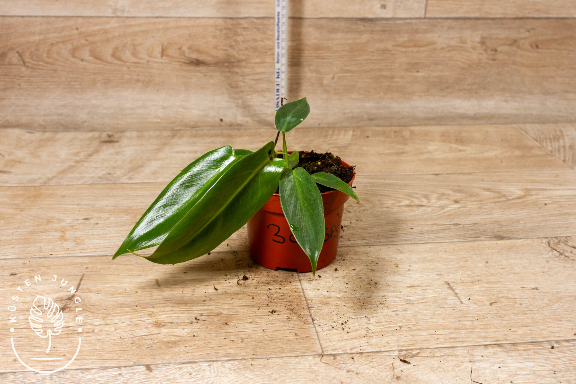 Philodendron Spiritus Sancti 003C WYSIWYG - Image 2