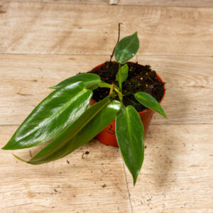 Philodendron Spiritus Sancti 003C WYSIWYG