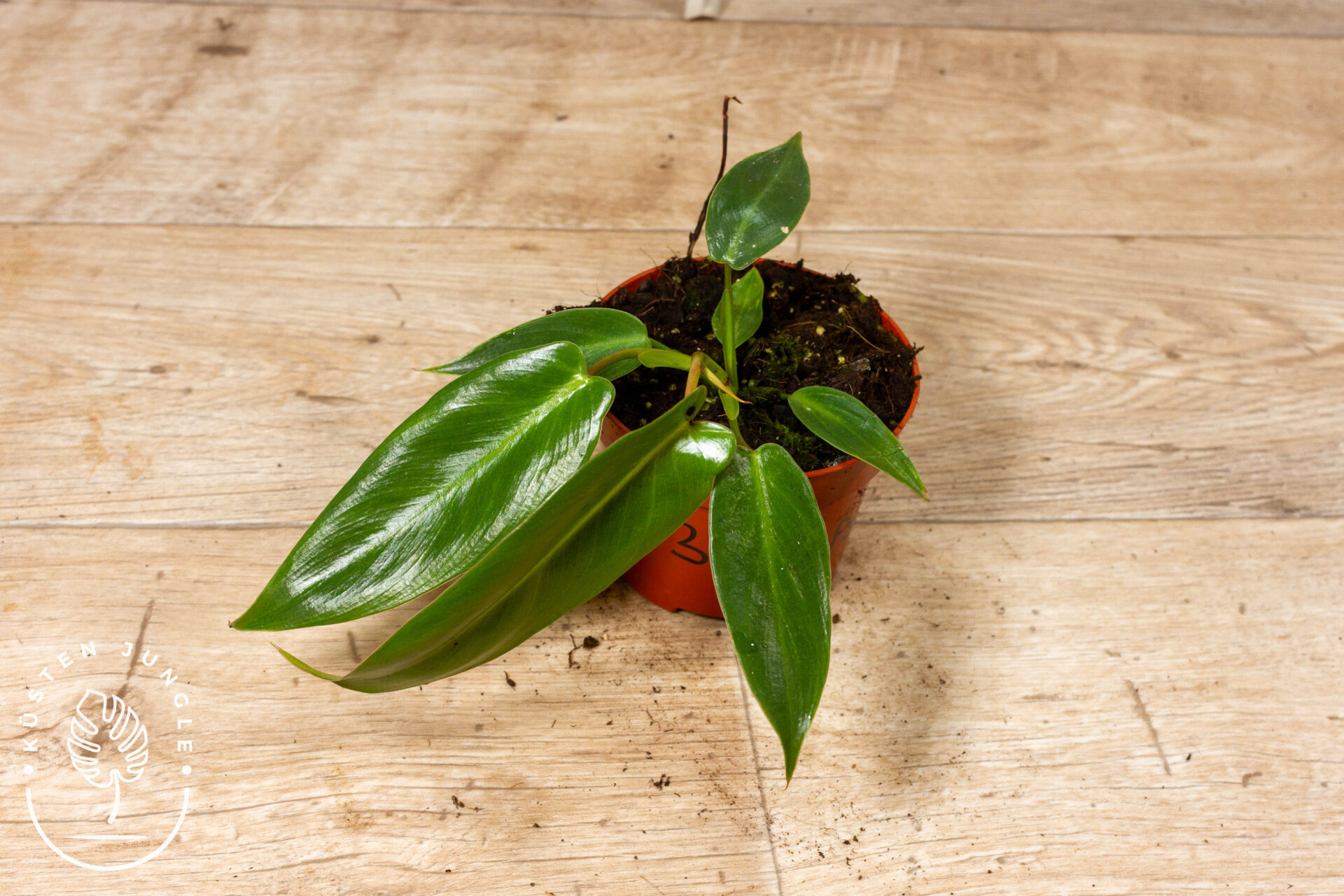 Philodendron Spiritus Sancti 003C WYSIWYG